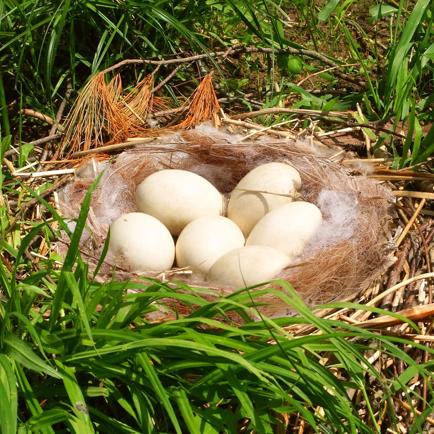 120G/4.23 Oz Bird Nesting Materials Mixing Parakeet Nest Material Finch Bird Bedding Hideouts for Canary Coconut for Tree Trunks Cages Garden Yard Home Party Easter Decor